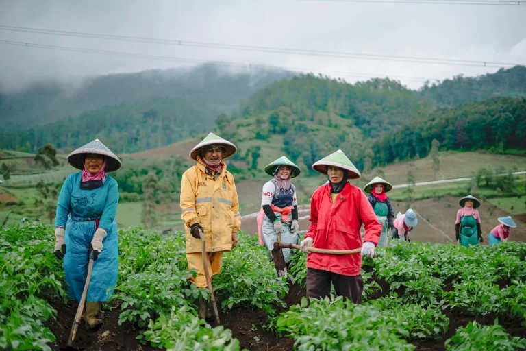 Read more about the article Cara Menanam Kentang yang Tepat untuk Hasil Optimal